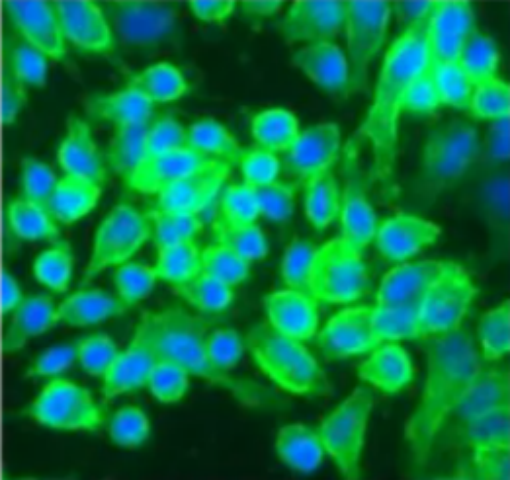 [Medlife]DiO perchlorate细胞膜绿色荧光探针|荧光染料|34215-57-1